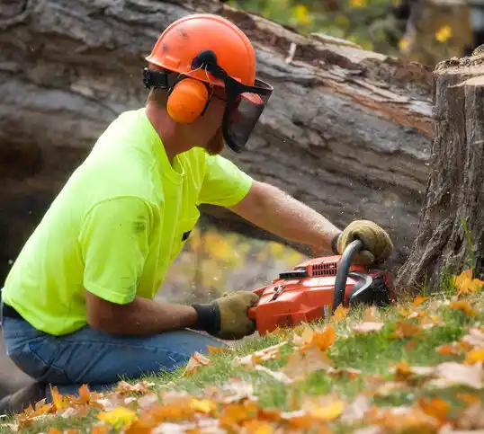 tree services St. Clair